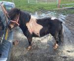 Tommy, Shetland Gelding 