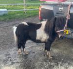 Tommy, Shetland Gelding 