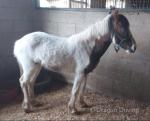 2 Year Old Filly