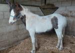 2 Year Old Filly