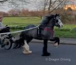 Ride and Drive Gelding 