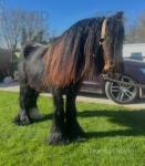 Ride and Drive Gelding