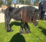 Ride and Drive Gelding