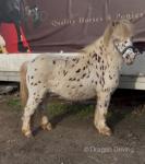 Ride and Drive Gelding 