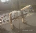 Ride and Drive Gelding 