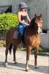 13.3hh New Forest Gelding
