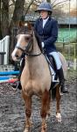 13.3hh New Forest Gelding