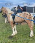 Brody, 3 year old genuine half bred gelding, rides and drives, snaffle mouthed. Been driven but everyone in the family, as sensible a horse you could find. 