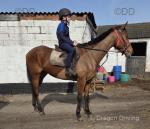 16hh Riding Gelding
