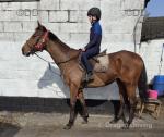 16hh Riding Gelding