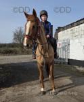 16hh IDx Riding Mare