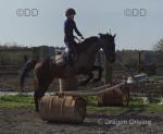 15.2hh Riding Mare