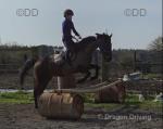 15.2hh Riding Mare