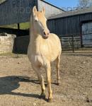 Blue, 14.3hh Stallion