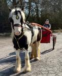 Pretty Ricky, 12hh 5 year old gelding. Broken to ride and drive. Green due to age but willing and respectful. Very sweet natured pony, will run right over to you in the field and absolutely loves human contact.
Pretty Ricky, 12hh 5 year old gelding. Broken to ride and drive. Green due to age but willing and respectful. Very sweet natured pony, will run right over to you in the field and absolutely loves human contact.