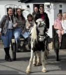 Pretty Ricky, 12hh Driving Gelding 