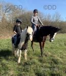 Pretty Ricky, 12hh Driving Gelding 