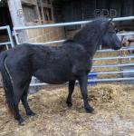 Southway Shadow, 2 Year Old Dartmoor Filly