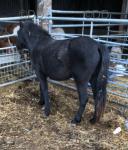 Southway Shadow, 2 Year Old Dartmoor Filly