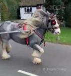 Grace, 13.2hh Ride and Drive Mare