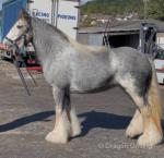 Grace, 13.2hh Ride and Drive Mare