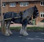 Grace, 13.2hh Ride and Drive Mare