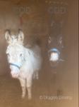 Donkey Geldings 