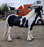 Candy Man, 14.3-15hh 4 year old ride and drive, done more driving than riding. Comes to call, always first to gate. Loves attention, stands all day. Candy Man, 14.3-15hh 4 year old ride and drive, done more driving than riding. Comes to call, always first to gate. Loves attention, stands all day.