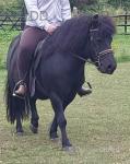 Shetland Gelding 