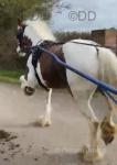Cherry, 14.3hh 4 year old. Ride and drive. Very quite to do in always, she has been ridden and driven by a 10 year old. Cherry, 14.3hh 4 year old. Ride and drive. Very quite to do in always, she has been ridden and driven by a 10 year old.