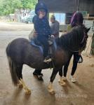 Jolly, 11hh New Forest Ride and Drive Gelding 