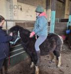 Jolly, 11hh New Forest Ride and Drive Gelding 