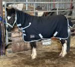 Jolly, 11hh New Forest Ride and Drive Gelding 