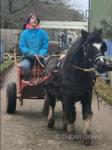 Jolly, 11hh New Forest Ride and Drive Gelding 