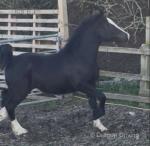 Welsh Section C Colts 