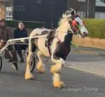 Captain Blue, 15.1hh ride and drive stepping gelding, 3 years old.
This horse needs no write up, he's one you don't see everyday. Bombproof in the heaviest of traffic nothing phases him. He will make a wagon horse for Appleby this year, he's perfect on the roads. 

