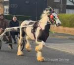 Captain Blue, 15.1hh ride and drive stepping gelding, 3 years old.
This horse needs no write up, he's one you don't see everyday. Bombproof in the heaviest of traffic nothing phases him. He will make a wagon horse for Appleby this year, he's perfect on the roads. 

