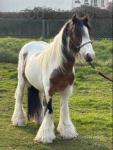 Bricklle Teasel, 12.2hh Ride and Drive Gelding