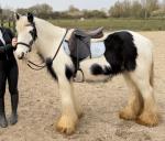 Whisper, 13.1hh Riding Mare