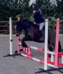 13.2hh Riding Mare