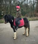 Little Bella. Bella is a Shetland x cob 3 year old filly ride and drive. Bella goes on and off the lead rein with a very quiet sensible attitude. Easy to do in all ways. 
