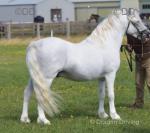 12hh Welsh Section A Stallion