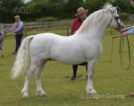 12hh Welsh Section A Stallion