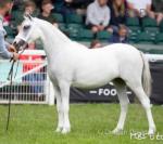 12hh Welsh Section A Stallion