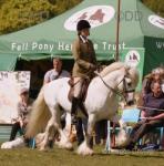 Hades Hill Geronimo, 13.2hh Fell Ride and Drive Stallion