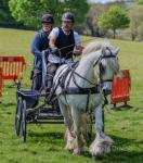 Hades Hill Geronimo, 13.2hh Fell Ride and Drive Stallion