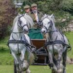 Hades Hill Geronimo, 13.2hh Fell Ride and Drive Stallion