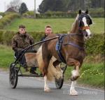 15.1hh Ride and Drive Mare