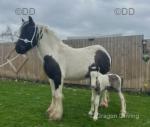 Big strong block of a cob mare with a traditional black and white colt foal at foot. Mare standing 12.3hh, previously broken to ride and drive, but obviously has had time off due to pregnancy. 

