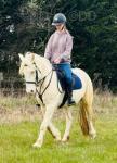 Dior, 14.1hh cremello mare coming 5 this time. Registered part bred. Very sweet mare. Broke to ride & drive, single or pair. Unbelievable to drive, single or pair very good in traffic. Stands about. Lovely head carriage and movement. Works well on a pair, done lots of pleasure driving with her. 
